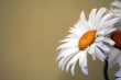 Camomiles for favourite