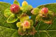 Berries