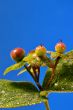 Berries