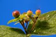 Berries