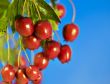 Berries