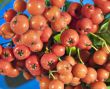 Berries