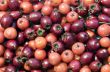 Autumn berries