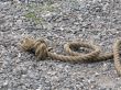 a rope with the knot