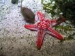a starfish