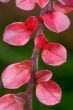 red leaves of cotoneaster