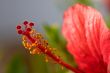 hibiscus flower