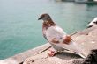 Brown and white city dove