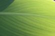 green exotic leaf