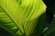 green exotic leaf