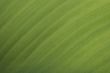 green exotic leaf