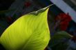 green exotic leaf