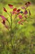Bush of a bilberry with red leaves