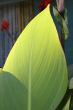 green exotic leaf