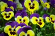 Pansies