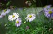 Purple Flowers