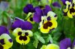 Pansies
