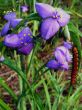 Spiderwort