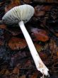 Fungi