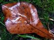 Wet fallen Oak Leaf