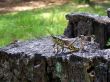locust on stump