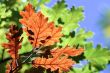 oak autumnal colors