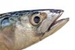 mackerel head