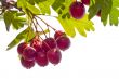 hawthorn isolated
