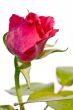 little rose