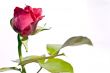 rose background