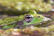 green frog macro