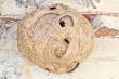 hornet nest