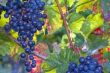 blue grapes in sunlight