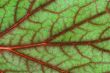 blood geranium leaf