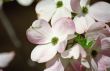 Pink Cherry blossoms