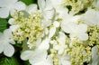 White Flowers