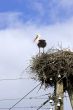 White Stork in nest