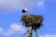 White Stork in nest