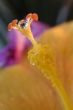 hibiscus flower after rain