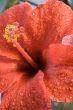 hibiscus flower after rain