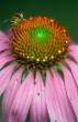 Echinacea