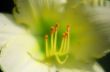 Yellow Flower