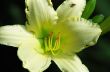 Yellow Flower