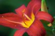 Red Flower