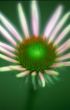 Soft Focus Flower
