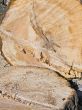 sawed tree
