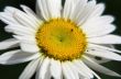 White Flower