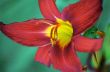 Red Flower