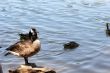 Goose on a Stone