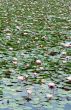 Pink Water Lilies